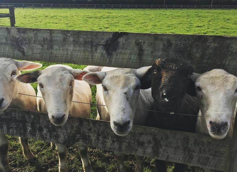 Bed and Breakfast Mckenzie Farmstay 1