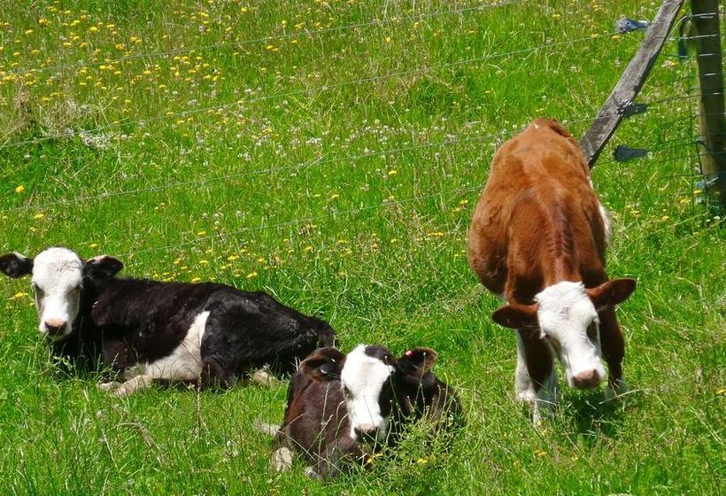 Dhomestay Bed And Breakfast 12