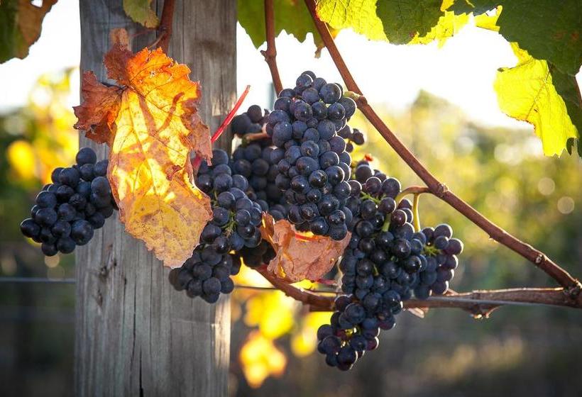 Bed and Breakfast Straw Lodge Vineyard And Boutique Lodging 9