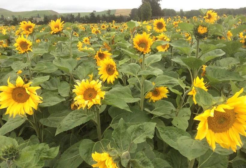 Ploughview Bed And Breakfast 4