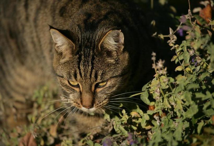 The Downs Bed And Breakfast Geraldine