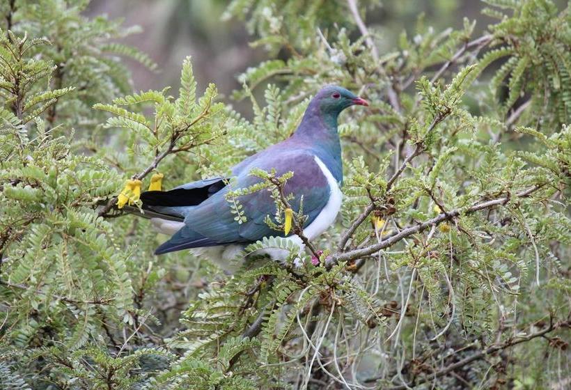 Bed and Breakfast Tui Hideaway 1