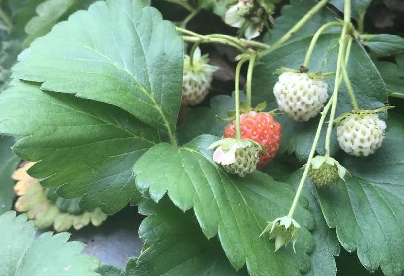 Koshys Bed & Breakfast 1