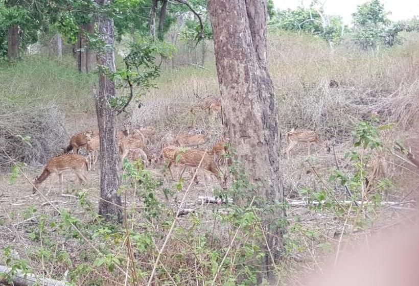 Koshys Bed & Breakfast 16