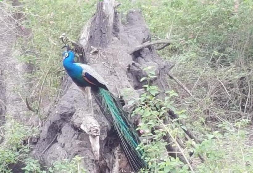 Koshys Bed & Breakfast 17