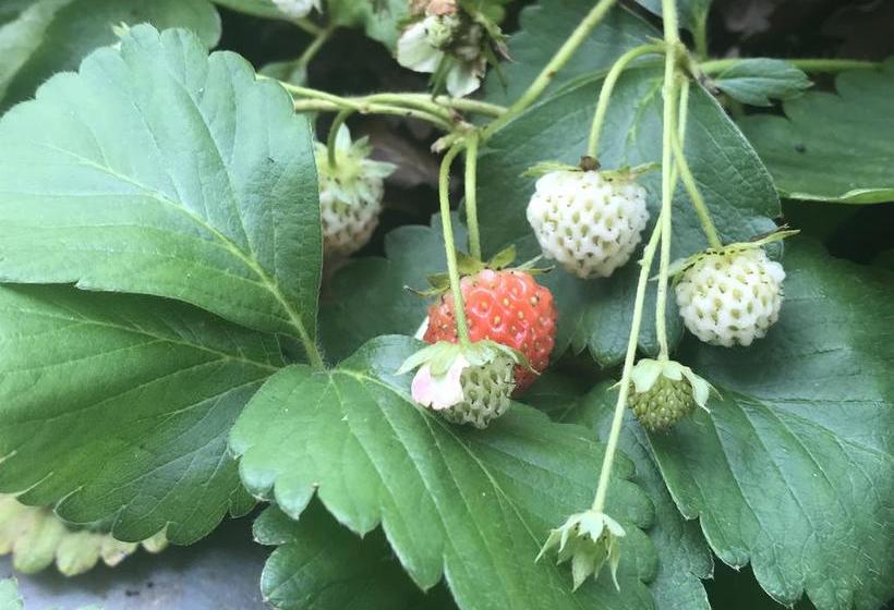 Koshys Bed & Breakfast 2