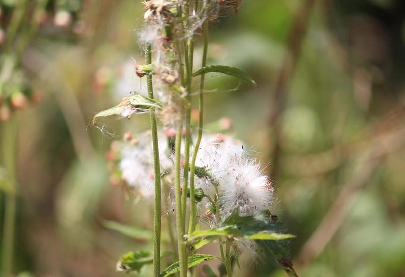 Bed and Breakfast Green Ark Resorts 10