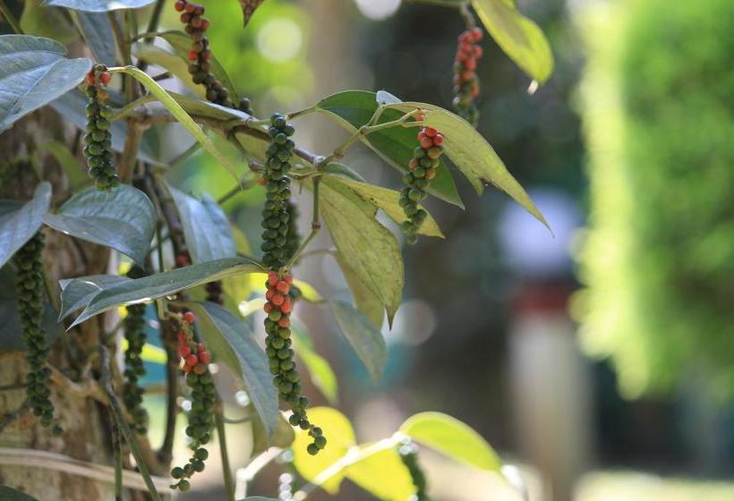 Bed and Breakfast Green Ark Resorts 12