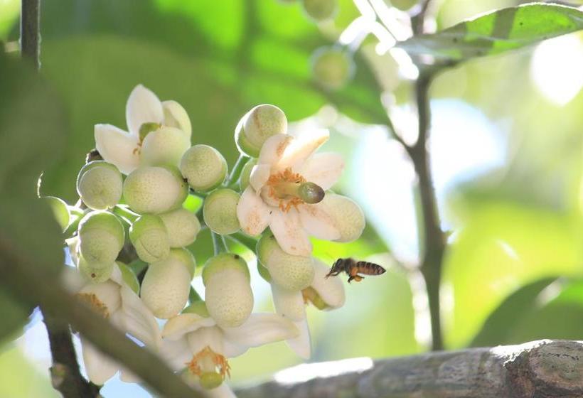 Bed and Breakfast Green Ark Resorts 13