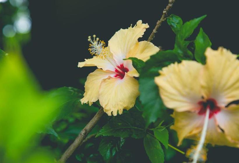 Resort Rawianda Villas 4