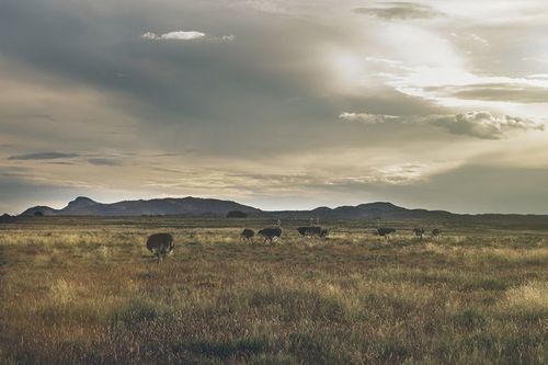 Aan De Voor Safaris 15