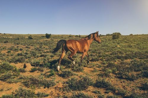 Aan De Voor Safaris 8