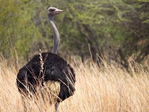 Hotel Foreva Wild 15