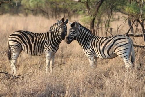 Hotel Foreva Wild 16