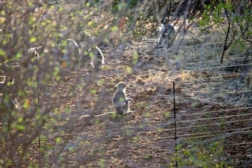 Hotel Foreva Wild 19