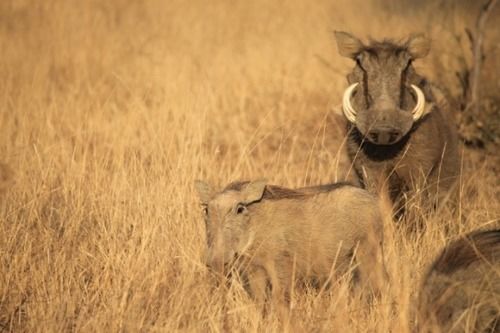 Hotel Foreva Wild 20