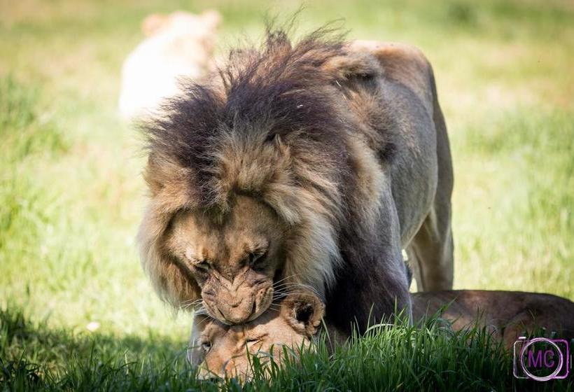 Resort Fairy Glen Private Game Reserve 12