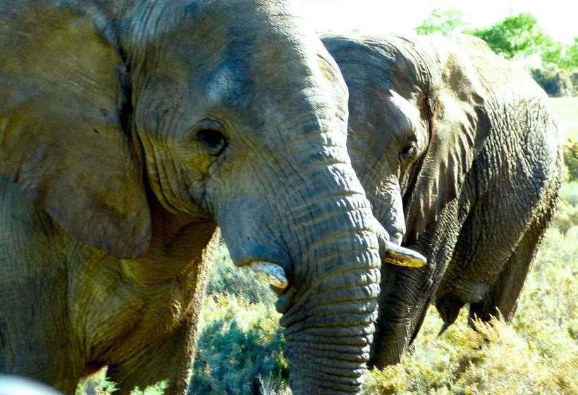 Resort Fairy Glen Private Game Reserve 16