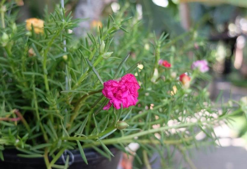 Hotel Baan Baimai Boutique Room 20