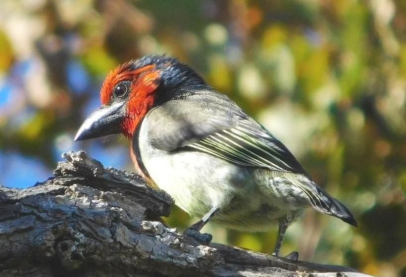 Bed and Breakfast 2 Oaks Guesthouse 18