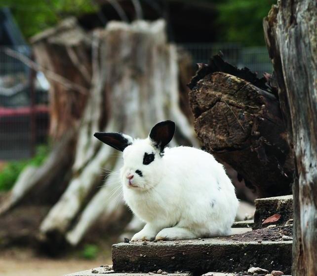 Hôtel Gasthof Schönau 14