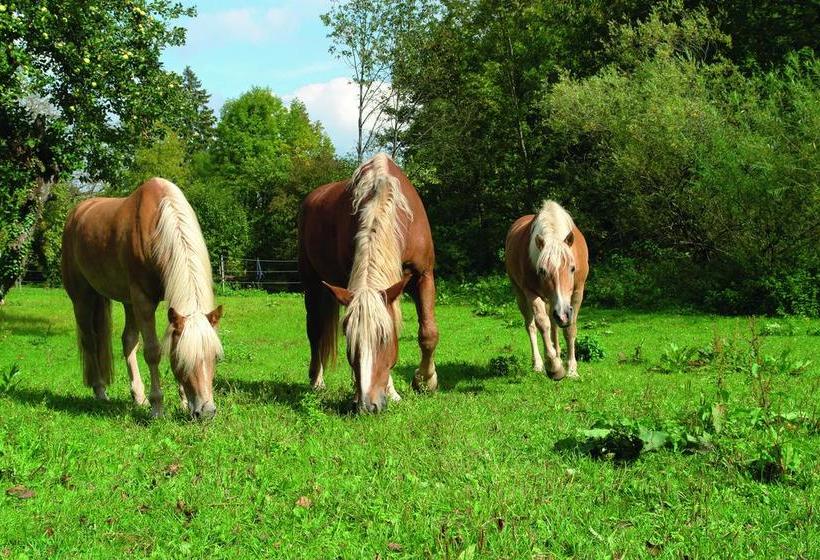 Hôtel Gasthof Schönau 6