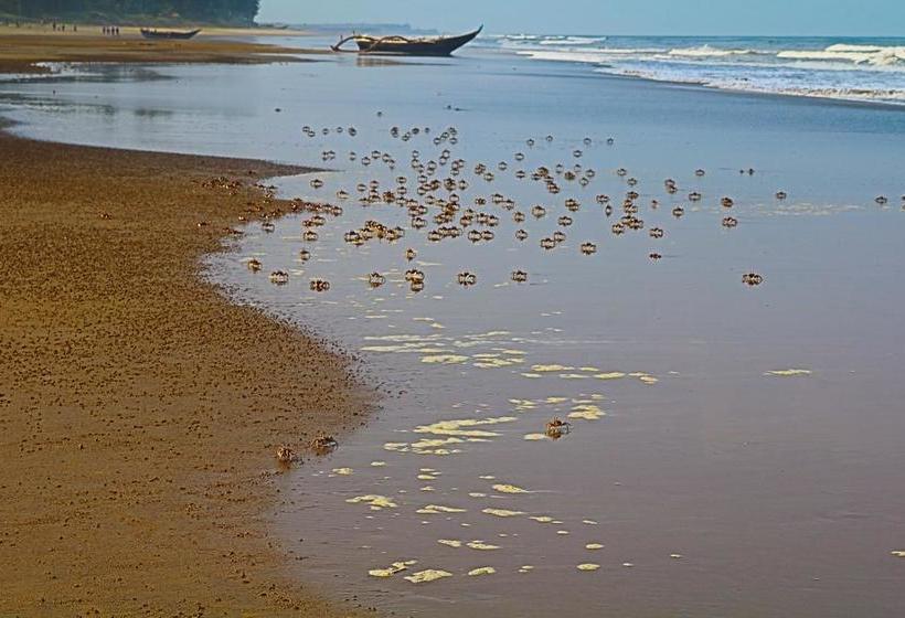 Sand N Shine Beach Resort Maharashtra