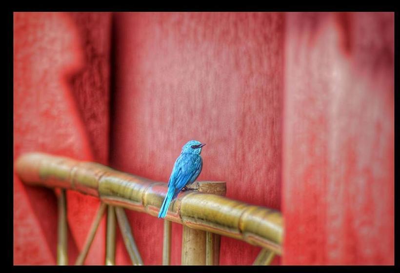 Resort The Wood Nest 4