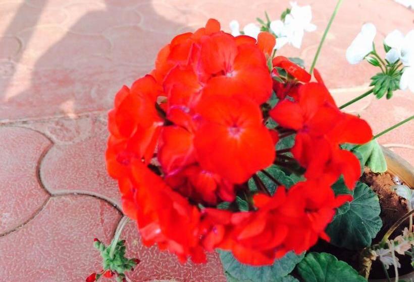 Resort The Royal Oak 6