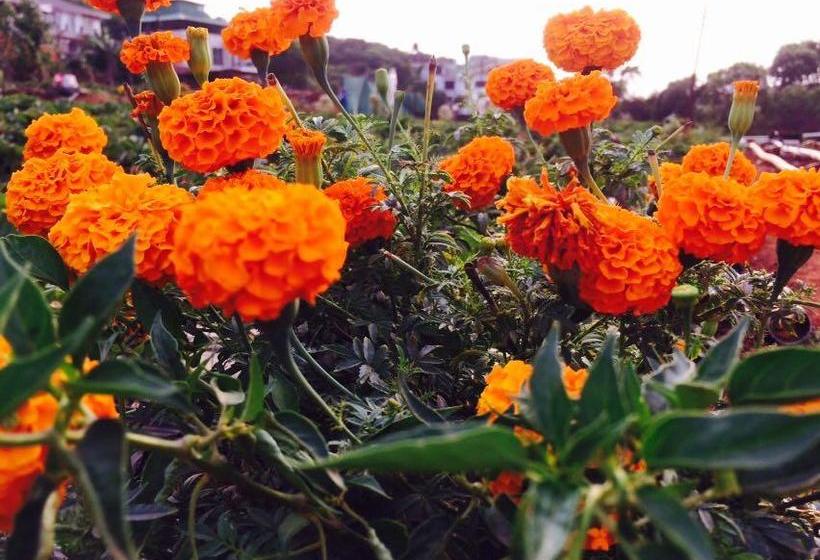 Resort The Royal Oak 7