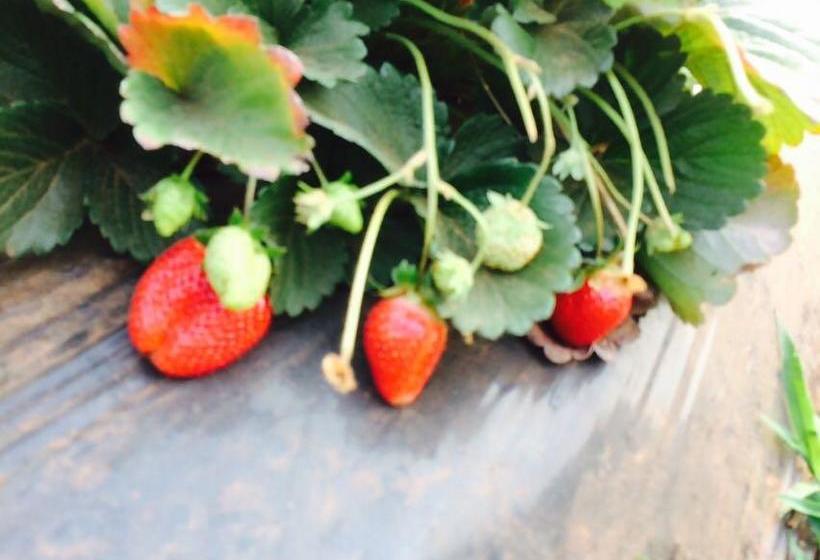 Resort The Royal Oak 8