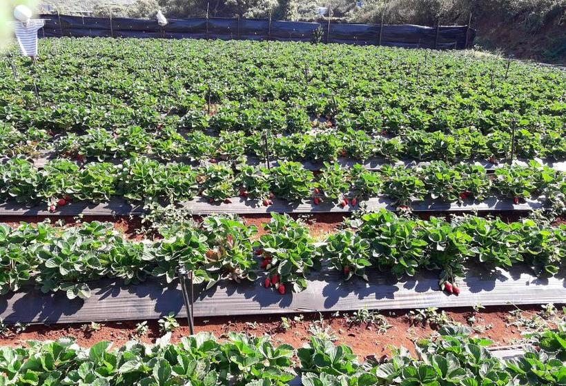 Resort The Royal Oak 9