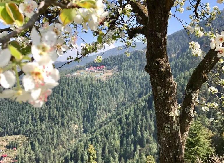 Hotel Mahasu House 14