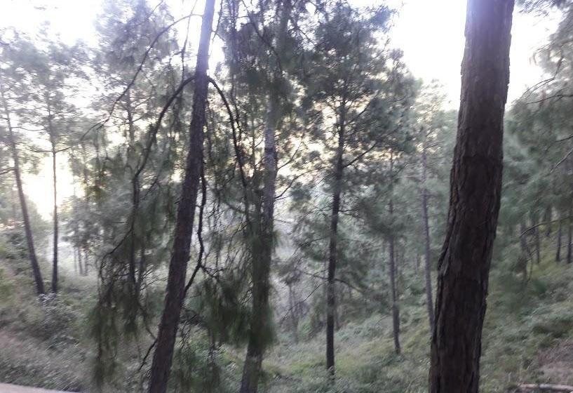 Kasauli Hills Resort 16