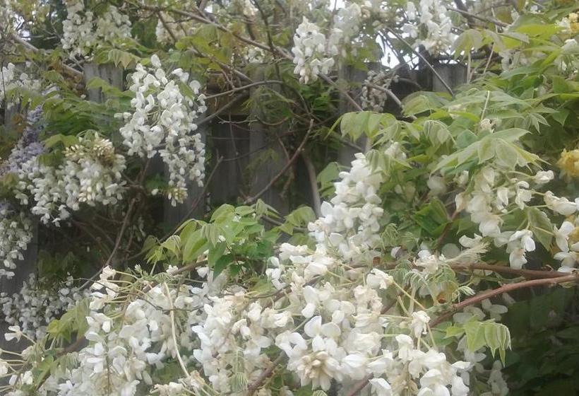 Bed and Breakfast Magnolia Cottage 11