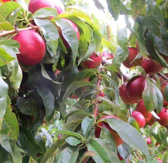 Silverlights B & B 17