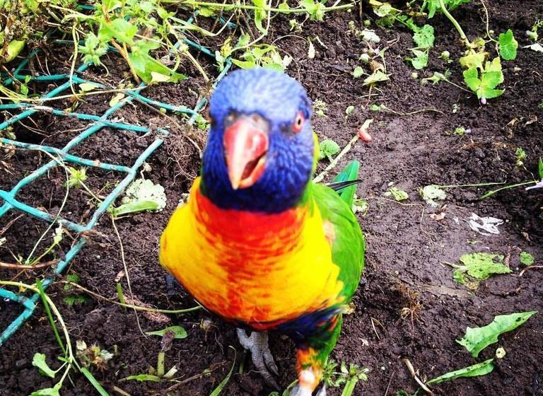 Bed and Breakfast Walnut Tree Cottage 10