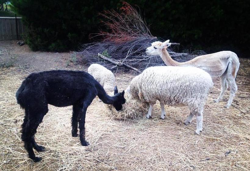 Bed and Breakfast Walnut Tree Cottage 3