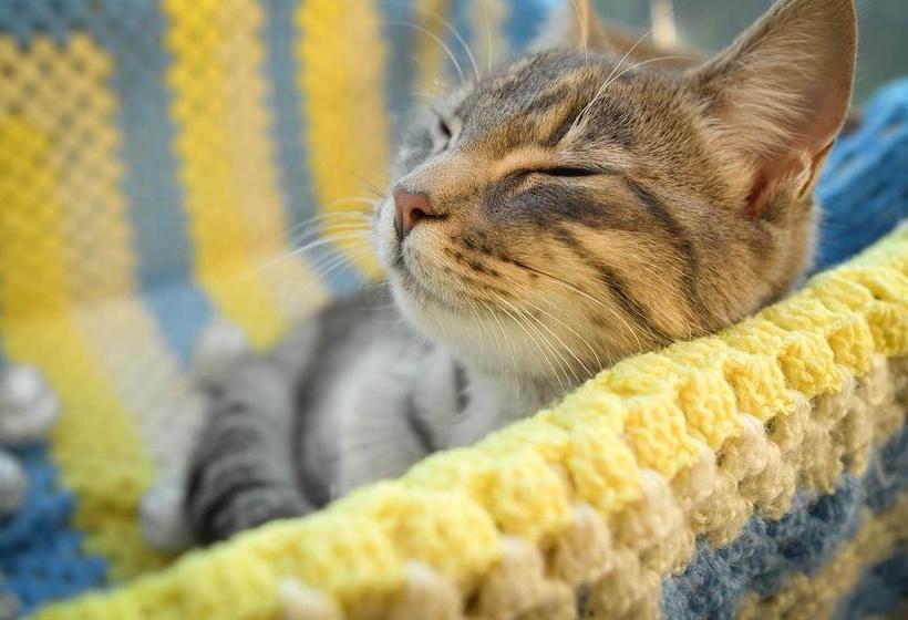 Bed and Breakfast Hey Wolfie Cottage 17