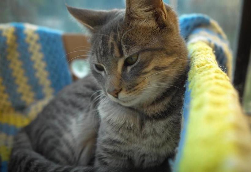 Bed and Breakfast Hey Wolfie Cottage 7