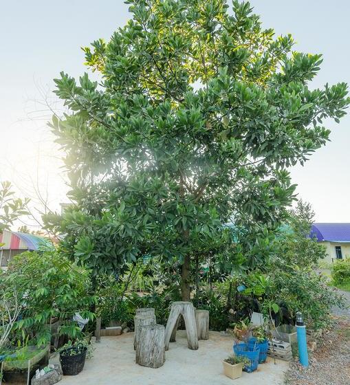 Resort Ariya Garden Home 18