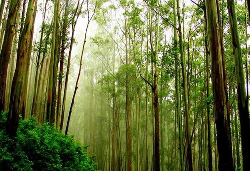 Kodai Mist Resort 15