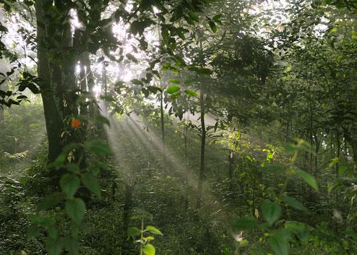 Resort Verdure Wayanad 12