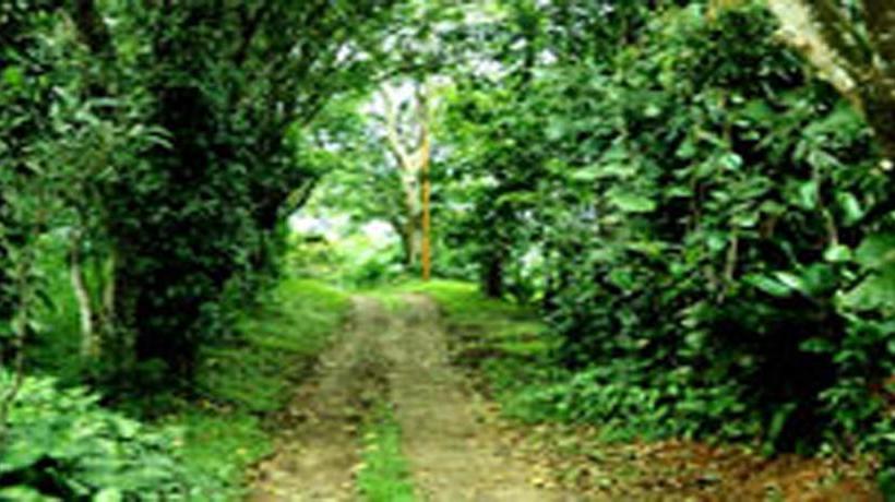 Resort Verdure Wayanad 2