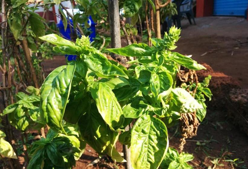 Session Haus Hostel 9