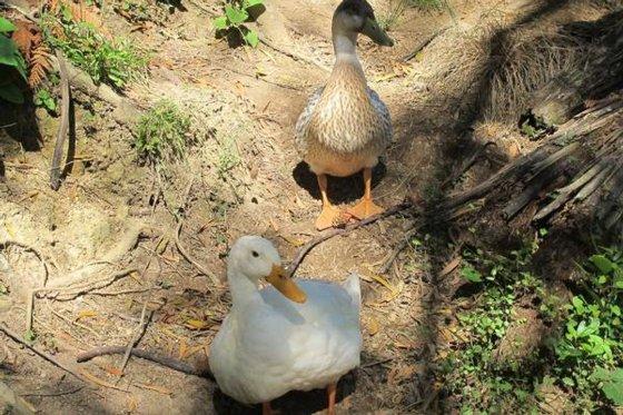 Spring Creek Farmlet B&b 11