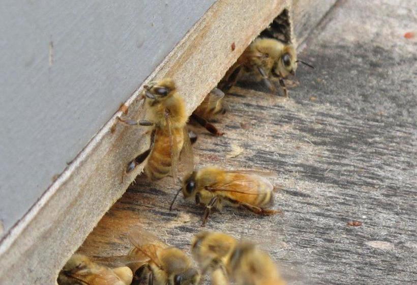 Spring Creek Farmlet B&b 4