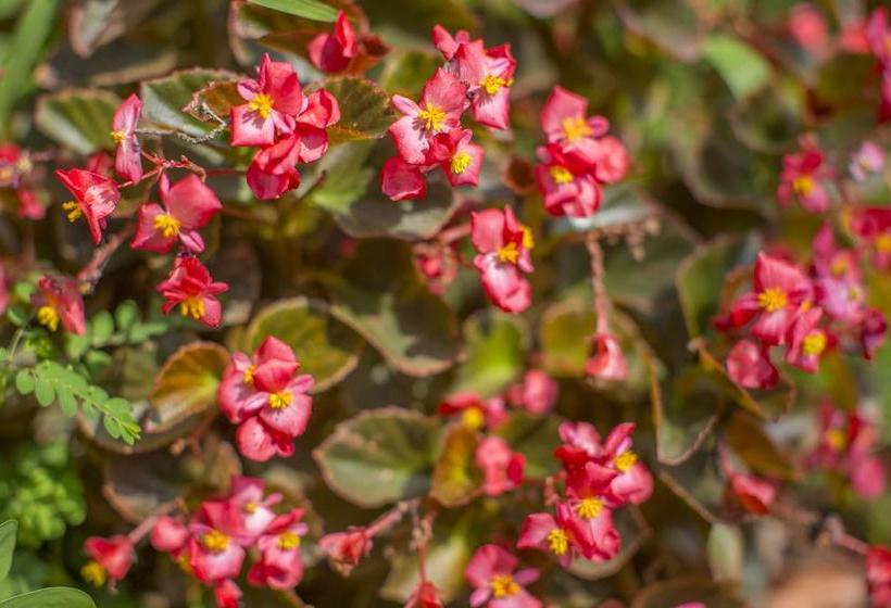 Resort Aura Spa Retreat Goa 6