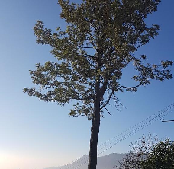 Hotel Cascademeadows Falls View Ooty 20