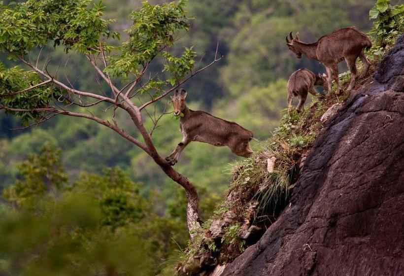 Resort Happylife Tribal Hut Stay Munnar 1